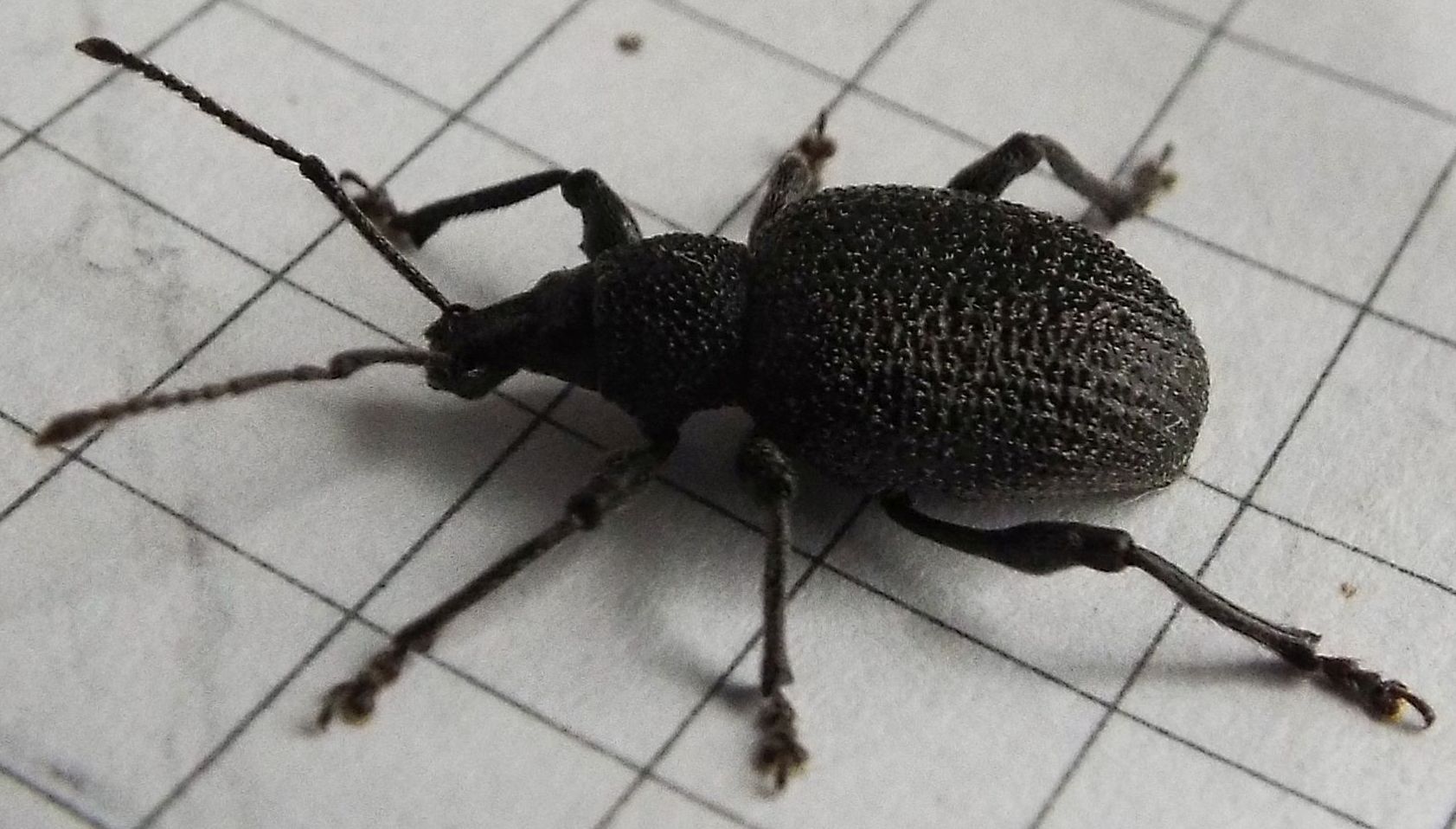 Otiorhynchus armatus - Curculionidae